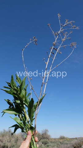 pepperweed, perennial